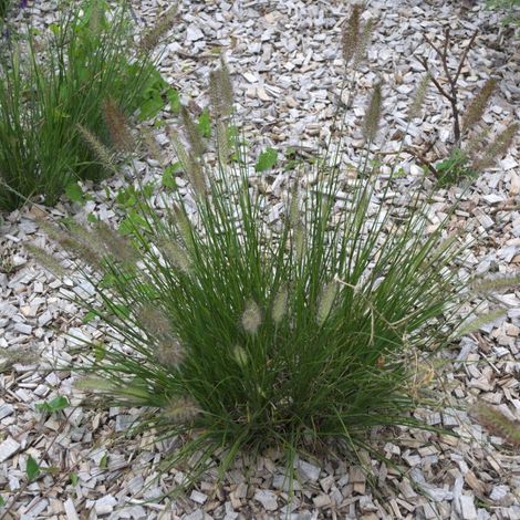 Herbe aux écouvillons Little Bunny, Pennisetum/Pot de 3L - 20/40 cm