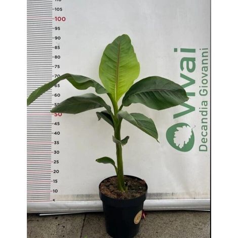 'MUSA BASJOO'    PIANTA DI BANANO GIAPPONESE A CESPUGLIO IN VASO 23 (foto reale)