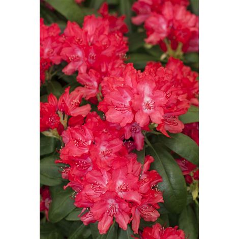 Yaku-Rhododendron 'Astrid'® Rhododendron yak.'Astrid' -R- C 5 30- 40 (1/3)
