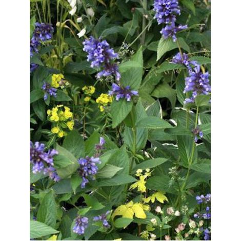 Chataire subsessile 'Laufen' Godet de 8/9 cm (1/2)