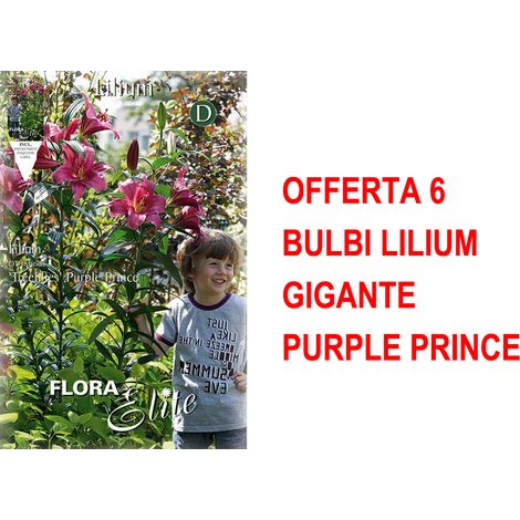 BULBI AUTUNNALI OFFERTA 6 BULBI LILIUM GIGANTE PURPLE PRINCE BULBS BULBES