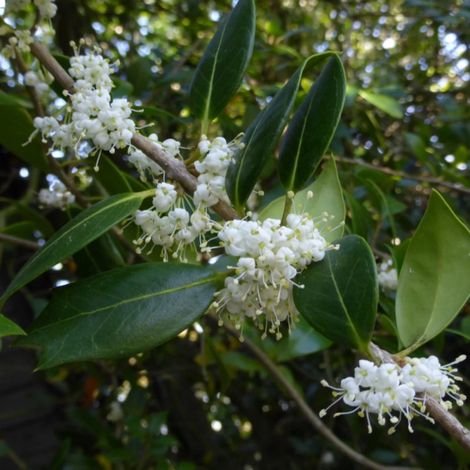 Osmanthe heterophyllus, Osmanthus/Pot de 3L - 40/60 cm (1/5)