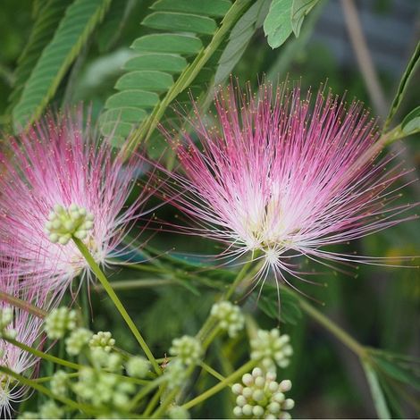 Arbre de soie - Albizia julibrissin 'Ombrella' - 40-50 cm pot