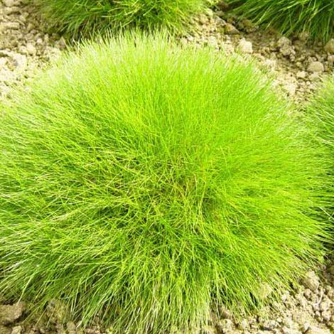 4 x Fétuque de gautier - Festuca gautieri  - godet 9x9 cm