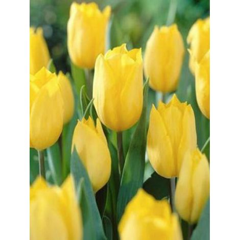 Tulipe triomphe 'Strong Gold' Bulbe calibre 12+ (par 10) (1/2)