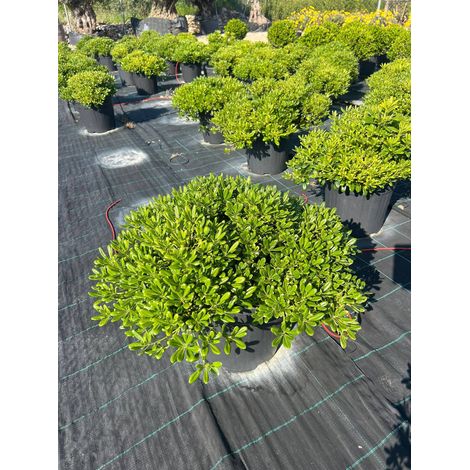 Pittosporum Tobira Nain Pot 30 cm Persistant de Haie (1/3)