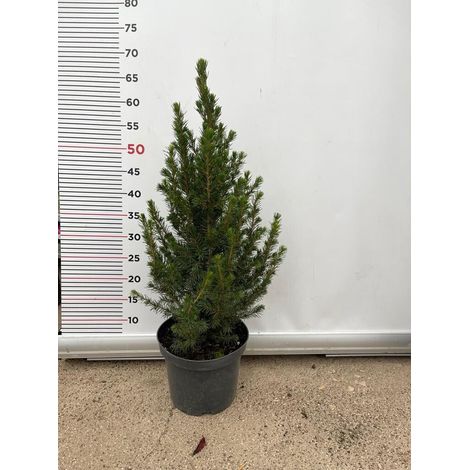 PIANTA DI PICEA GLAUCA ALBERTIANA CONICA VASO CLT 3 H. 40/50 CM  (foto reale)