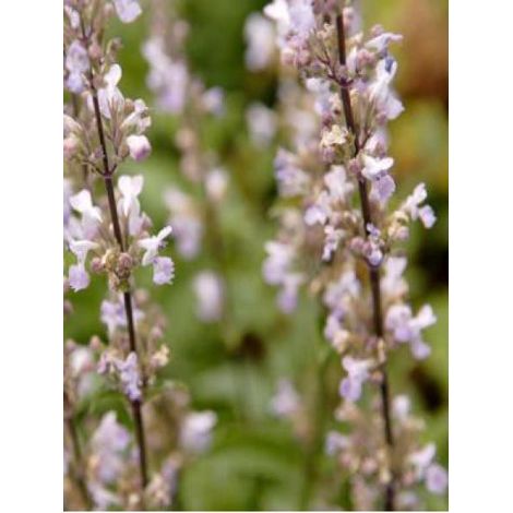Chataire 'Purple Cat' Godet de 8/9 cm (1/2)