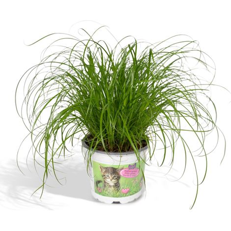 Cyperus Alternifolius Herbe à Chat Plante d'Intérieur en Pot Ø12 cm Hauteur 20 cm - PANGIVO (1/5)
