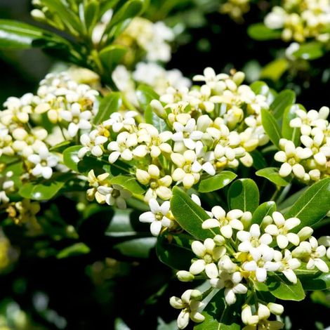 Pitosforo "Pittosporum tobira" pianta da siepe sempreverde in vaso ø9 cm FOTO REALE