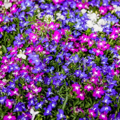 Lobelia varié/Barquette de 6 godets