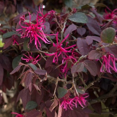PIANTA DI LOROPETALO CHINENSIS RUBRUM FIRE DANCE IN VASO 16 CM (foto reale)