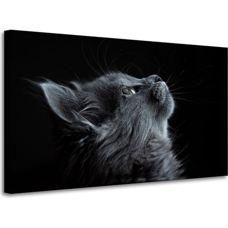 Leinwanddruck Tiere Perserkatze 100x60 cm