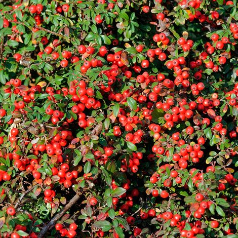 Gardenaria Cotoneaster Coral beauty - Arbusto ornamentale da giardino - Altezza: 30/35 cm (vaso19) (1/2)