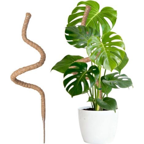 Tuteur Plante Intérieur 150cm, Support Grimpant en Coco Pliable, Poteau de Croissance pour Jardin Domestique, Plante Monstera (1/5)