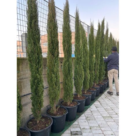 Cipresso toscano "Cupressus sempervirens Totem" pianta sempreverde in mastello ø45 cm h. 220/240 cm FOTO REALE (1/5)