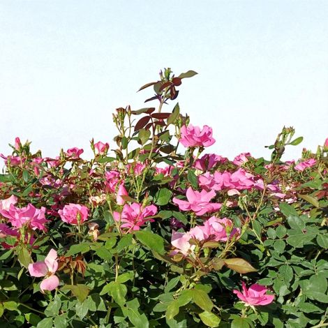 Gardenaria Rosa paesaggistica 'Pink Knock Out' Meilland - Rosa da giardino - Altezza: 25/30 cm (vaso19) (1/5)