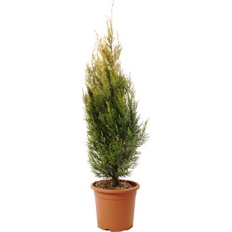 Pianta di Cipresso - Cupressocyparis Leylandii Pyramidalis Aurea - Piante Vere da Esterno - H 100/120 cm Vaso Ø 24 cm (1/2)