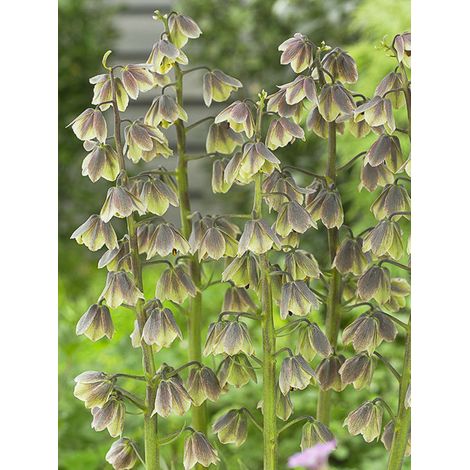 Fritillaire de Perse 'Green Dreams' Bulbe calibre 20+ (1/2)