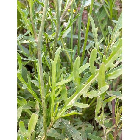 Fausse roquette, Roquette blanche 'Sylvetta' le sachet de 10000 graines (3g) (1/2)
