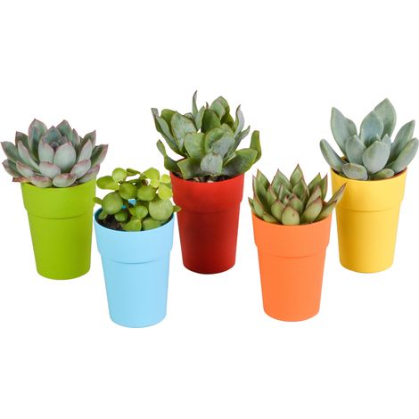 Mélange de 5 Succulentes et Plantes Grasses en Pots Plastique Colorés avec Pieds en Bois, 5,5 cm - PANGIVO (1/5)