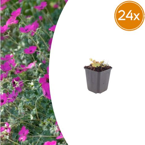 Lot de 24 Géraniums Sanguins 'Max Frei' Couvre-sol Vivace Rouge Carmin 10-25 cm Pot Ø9 cm - PANGIVO (1/5)