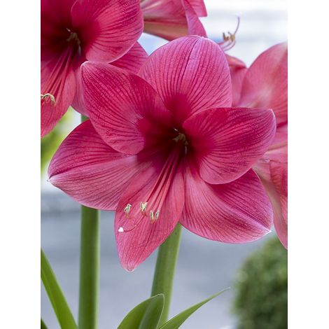 Amaryllis 'Pink Surprise' Bulbe calibre 20+, Extra (1/2)