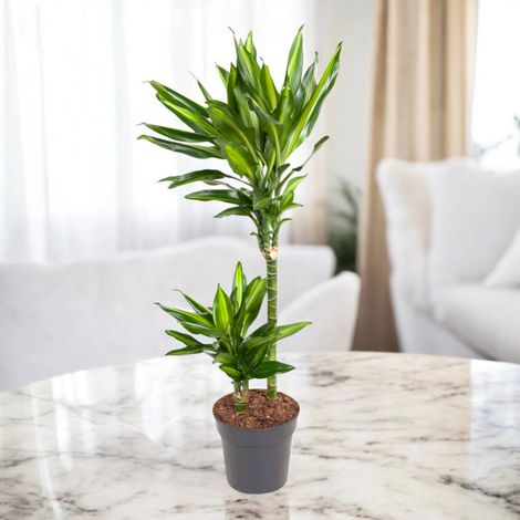 Gardenaria Dracaena fragrans 'Cintho' - Pianta da interno ornamentale - Altezza: 100 cm (vaso 19)