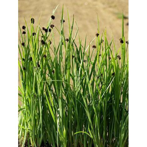 Jonc nain Godet de 8/9 cm (1/2)