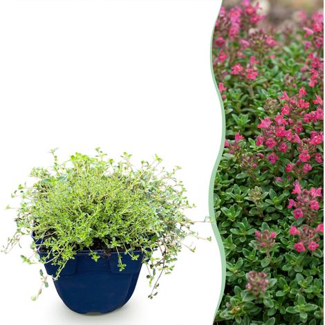 Thym Rampant Couvre-Sol Thymus Praecox Red Carpet Plante Vivace Rouge Rose Lot de 12 (1/5)