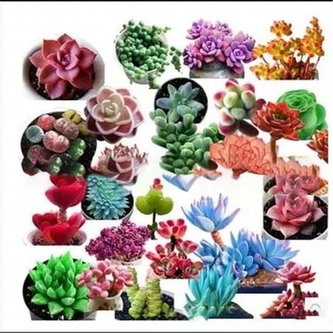 100 graines de plantes succulentes à croissance rapide, mélange de fleurs charnues pour bonsaï, jardin et balcon. (1/2)