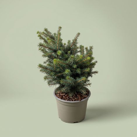 Picea Omorica Karel in vaso da 15cm