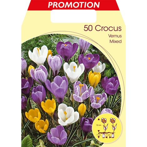 BULBI AUTUNNALI CROCUS VERNUS MIX CONFEZIONE 50 BULBI BULBS BULBES