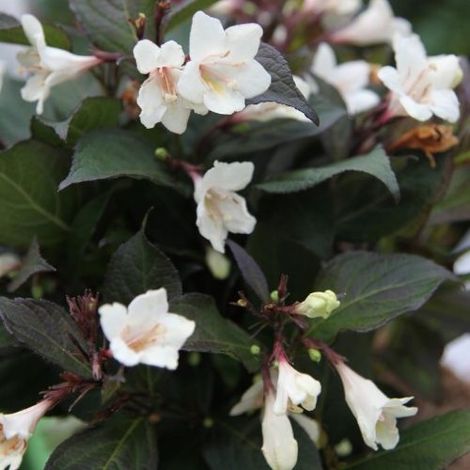 1 PIANTA DI WEIGELA EBONY AND IVORY VASO 23CM CADUCIFOGLIA