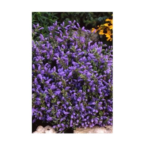 Mélisse de Moldavie ( Dracocephalum Moldavica ) - 0,5g