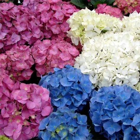 1 PIANTA DI ORTENSIA HYDRANGEA MACROPHYLLA COLORI ASSORTITI VASO 22CM PIANTE ESTERNO GIARDINO