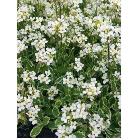 Arabette du Caucase 'Variegata' Godet de 8/9 cm (1/3)