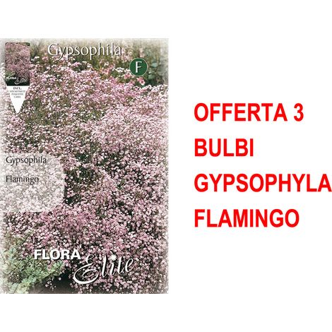 BULBI PRIMAVERILI OFFERTA 3 BULBI GYPSOPHYLA FLAMINGO BULBS