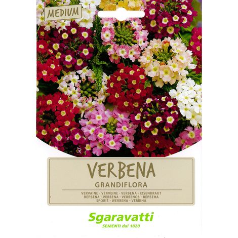 SEMI PER PRATO UNIVERSALE verbena grandiflora Q.TA 10 verbena grandiflora
