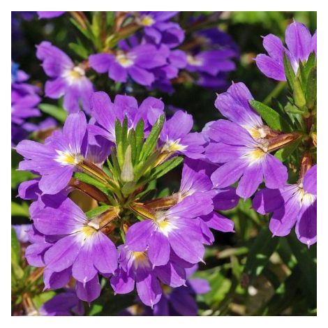 SCAEVOLA VASO 11CM COLORI ASSORTITI BIANCO O VIOLA (1/2)