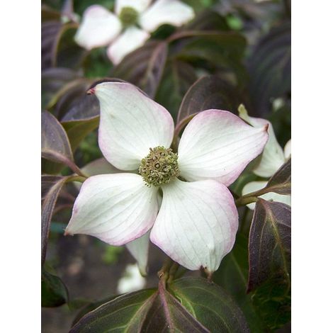 Cornouiller du Japon 'Copacabana' Pot de 4L/5L (1/3)