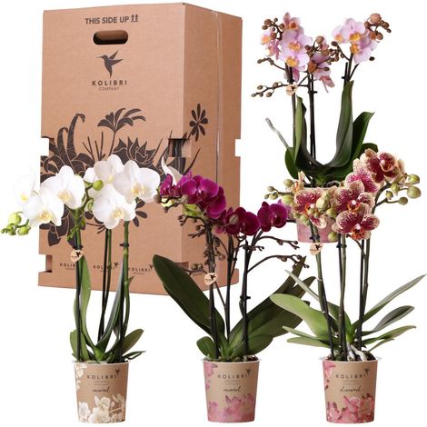 Lot de 4 Orchidées Naturelles d'Intérieur en Pot de 9 cm - Boîte Surprise de Fleurs - PANGIVO (1/5)
