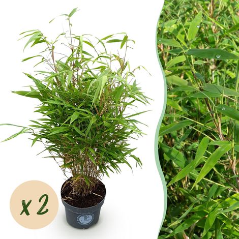 Bambou Non Traçant Fargesia Rufa Persistant Lot de 2 Plantes Hauteur 80 cm Pot 23 cm - PANGIVO