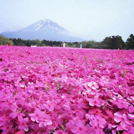 1000 Pink Phlox Flower Seeds – Colorful varieties, easy to grow, ideal for garden and flowerbeds, attracts bees and butterflies