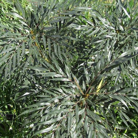 Mahonia à feuilles de houx Sweet Winter/Pot de 3L - 20/40 cm
