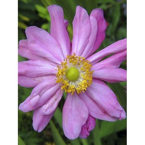 Anémone du Japon 'Rubra Plena' Godet de 8/9 cm (1/2)