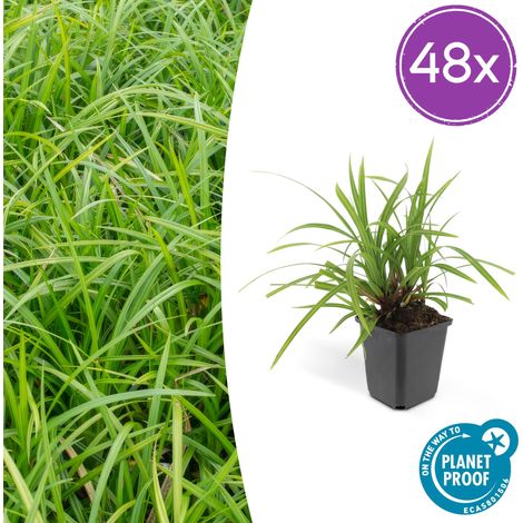 Lot de 48 Carex morrowii Irish Green - Laîche Persistante Couvre-sol - H10-25 cm - Pot Ø 9 cm - PANGIVO (1/5)