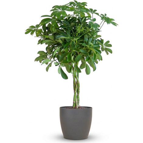 Schefflera Arboricola Nora Plante Verte d'Intérieur avec Pot Gris Biodégradable 70 cm Ø21 cm - PANGIVO (1/4)