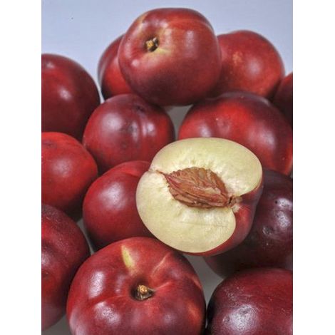 Pêcher 'Olympio' Motte "Prêt-à-planter", Gobelet, Greffé sur Prunus Rubira/Montclar® ou Missour (1/3)