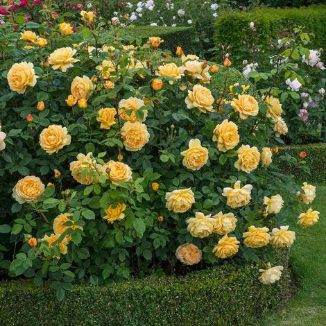 Gardenaria Rosa 'Golden Celebration' - Rosa da giardino - Altezza: 40/50 cm (vaso20) (1/5)